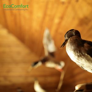 What to Do About Birds Nesting Your Attic Insulation
