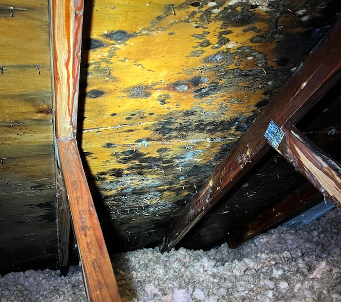 attic mould contamination attic mould contamination