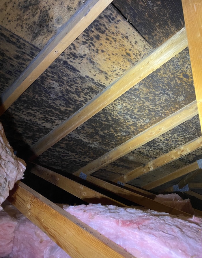 attic mould contamination attic mould contamination