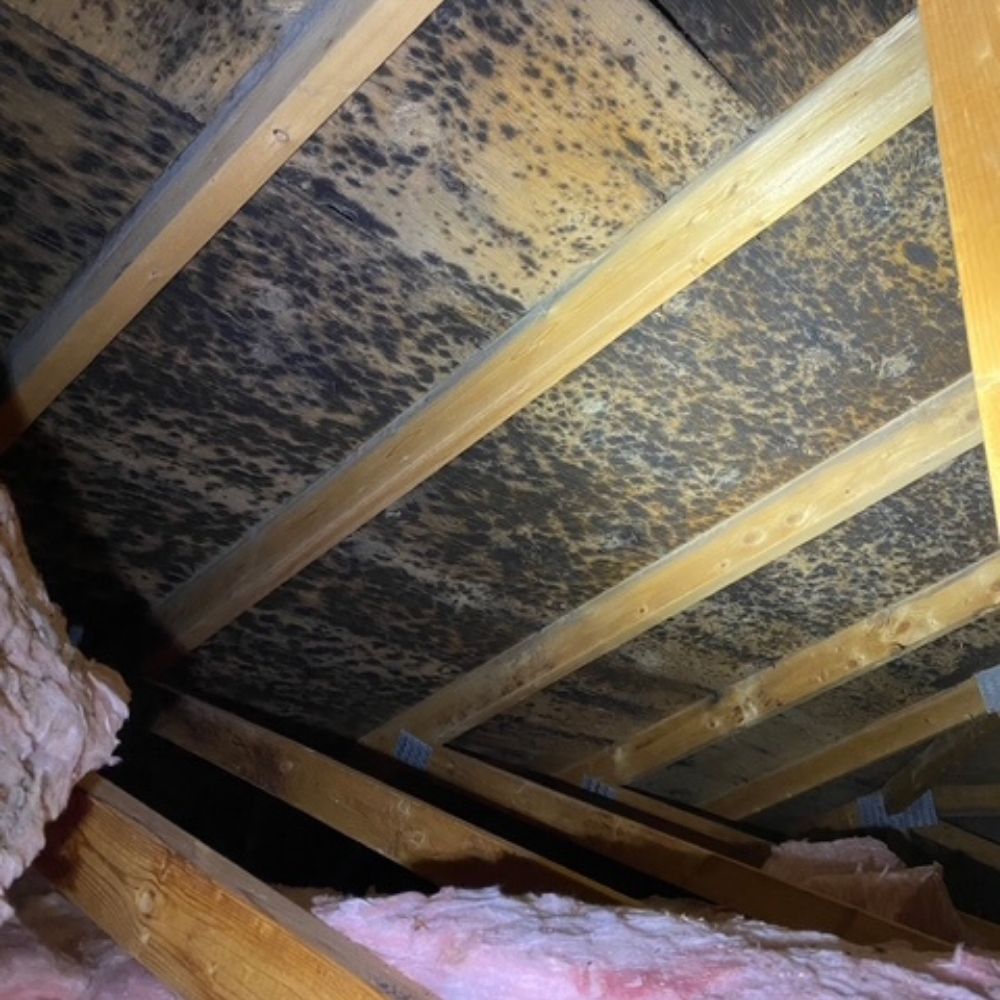 mould infestation in attic discovered during attic inspection